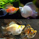 Aquariumfisch