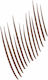 Maybelline Build-a-brow 2 Einfache Schritte Aug...