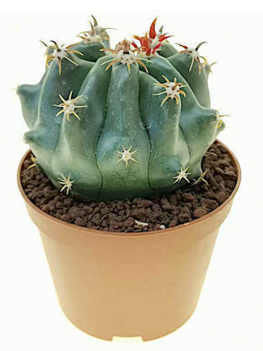 Cactus 0.3lt