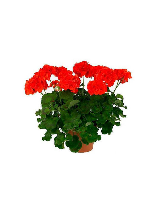 Pelargonium Zonale 2lt