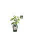 Ribes 'titania' Bio 13cm
