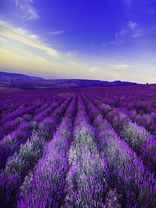 Fototapet de Perete 200x255cm Hârtie Lavabil