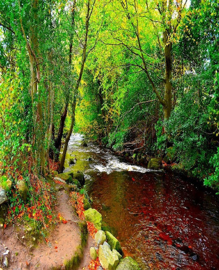 Fototapet de Perete 200x255cm Hârtie Lavabil