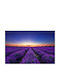 Tapet Autocolant Tapete Endless Lavender Field Sunrise 350x200cm Lavabil