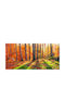 Tapet Autocolant De Perete Forest Sun Rays 400x250cm Lavabil