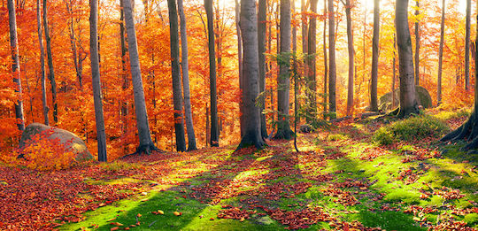 Tapet Autocolant De Perete Forest Sun Rays 400x250cm Lavabil