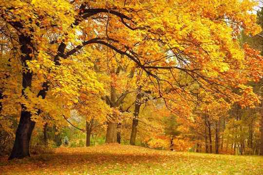 Αυτοκόλλητη Ταπετσαρία Τοίχου Autumn In Forest 250x150cm Πλενόμενη