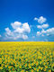Tapet Autocolant Natura104 150x205cm Lavabil
