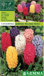 Gemma Bulbs Hyacinthus Green 3pcs