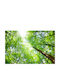Tapet Autocolant De Perete Sky Among Trees 200x150cm Lavabil