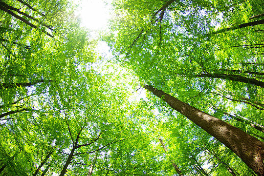 Tapet Autocolant De Perete Sky Among Trees 200x150cm Lavabil