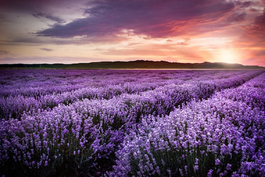 Αυτοκόλλητη Φωτοταπετσαρία Τοίχου Lavender4 400x250cm Πλενόμενη