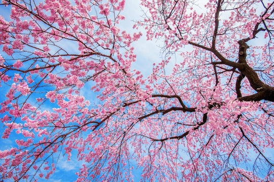 Αυτοκόλλητη Φωτοταπετσαρία Τοίχου Flori155 Cherry Blossom 270x200cm Πλενόμενη