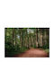 Selbstklebend Tapete L200xB150cm Waschbar FTAP-FOTOTAP13281