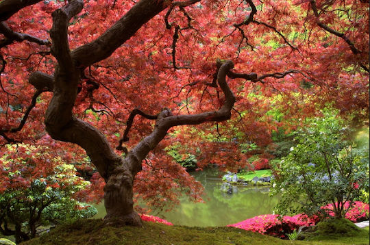Self-Adhesive Photo Wallpaper Wall Tree Red Leaves 300x200cm Washable