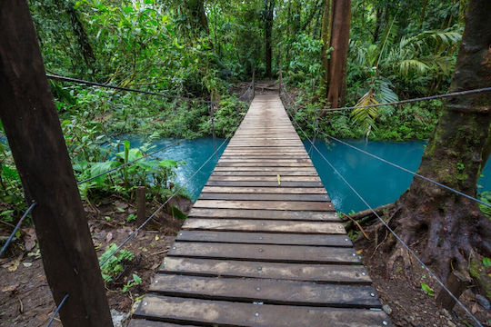 Αυτοκόλλητη Φωτοταπετσαρία Τοίχου Costa Rica Forest Floor 270x200cm Πλενόμενη