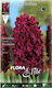 Flora Elite Zwiebeln Hyacinthus Rot 3Stück