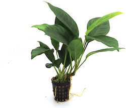 Anubias Ζωντανό Φυτό Ενυδρείου 106153
