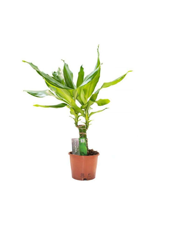 GreenArtStore Dracaena Ύψους 45бр