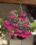 Bulb Begonia