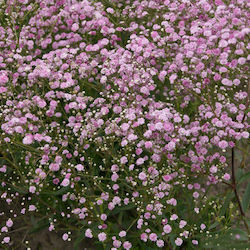 Paniculata Pink Gypsophila Bulb