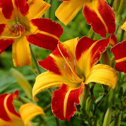 Frans Hals Daylilies Bulb