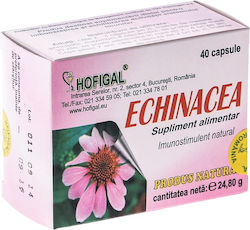 Hofigal Echinacea 500mg 40 Capsule Hofigal Echinacea 500mg 40 Capsule