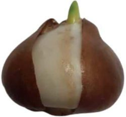 Primasem Bulb Tulipς