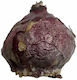 Primasem Zwiebel Hyacinthus Rosa Autositz