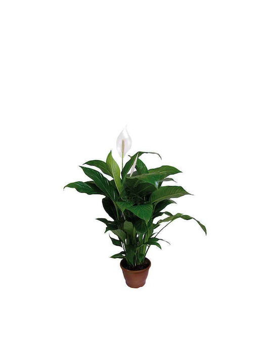 Peace Lily Εσωτερικού Χώρου 1.3лт