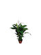 Peace Lily Indoor 1.3lt