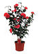 Camellia 5lt Height 80cm