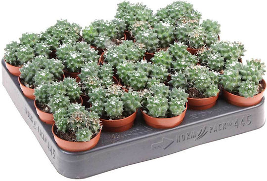 Mammillaria Toluca 5.5cm