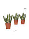 Succulent