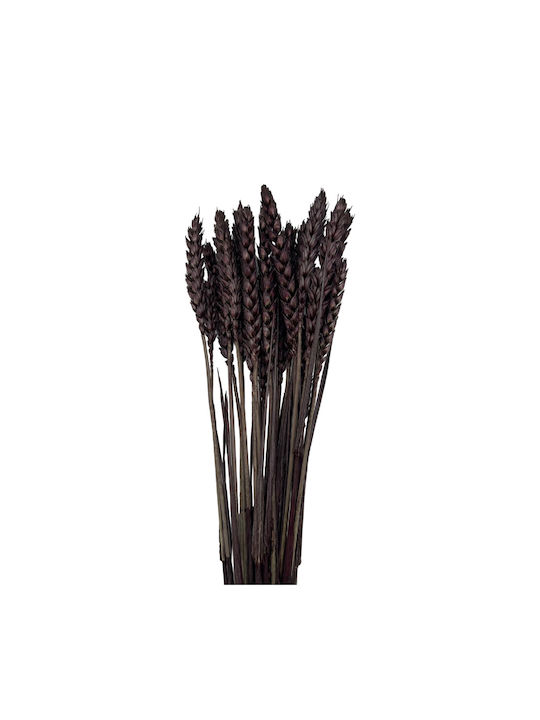 Dried Plant Brown 20pcs