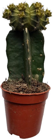 Poulimenos Gymnocalycium Grafted Înălțime 19buc