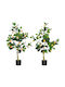HomCom Zitronenbaum im Freien 120cm 830-803V01 Grün HomCom