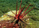 Aquariumfisch