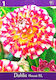 Bulb Dahliaς