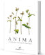 Anima