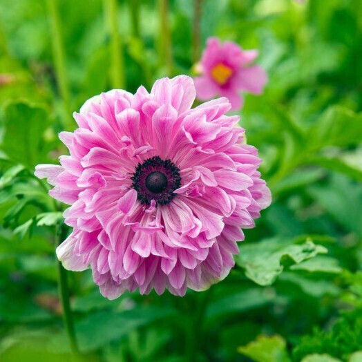 Primasem Bulb Anemone