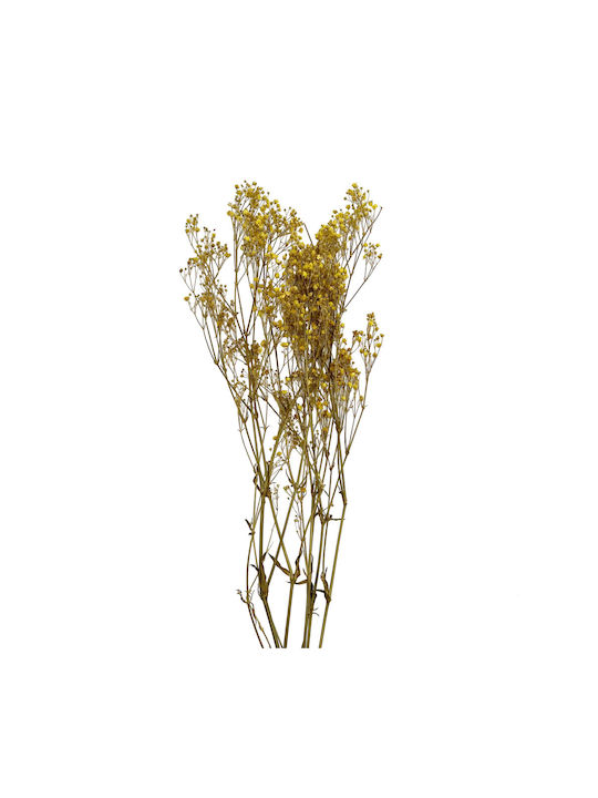 Dried Plant Yellow 1pcs