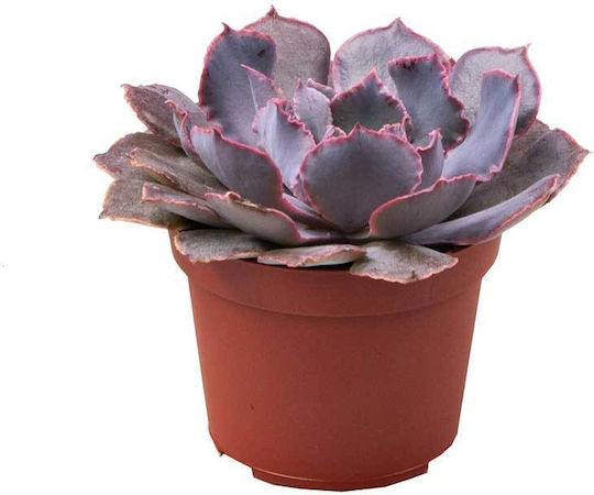 Echeveria 'pink Frills' 6cm