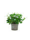 Oxalis Triangularis Green