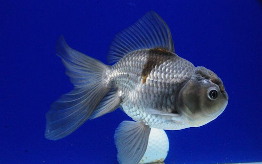Ζωντανα Ψαρια Ενυδρειου & Λιμνης Goldfish Oranda Blue 6-7 Cm