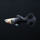 Aquariumfisch