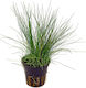 Stoffels Eleocharis Live Aquarium Plant