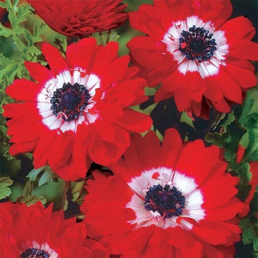 Primasem Bulb Anemone Red