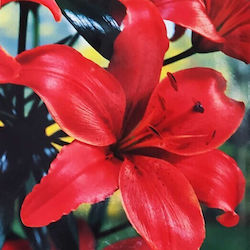 Primasem Bulb Lilium Red