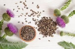 HealthTrade Seed Thistle 500gr